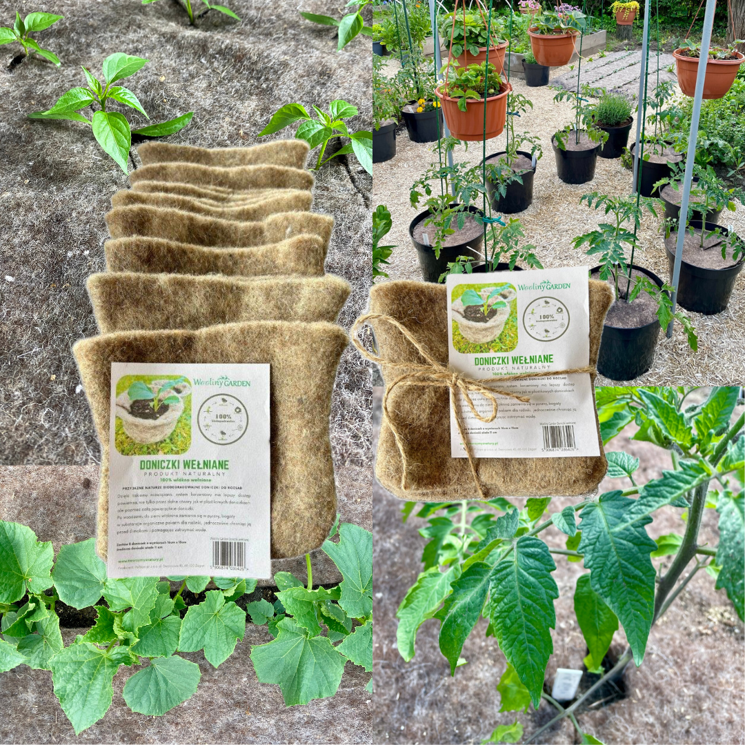 Anzuchttöpfe - Pflanztopf aus 100 % Wolle - 8 Stück