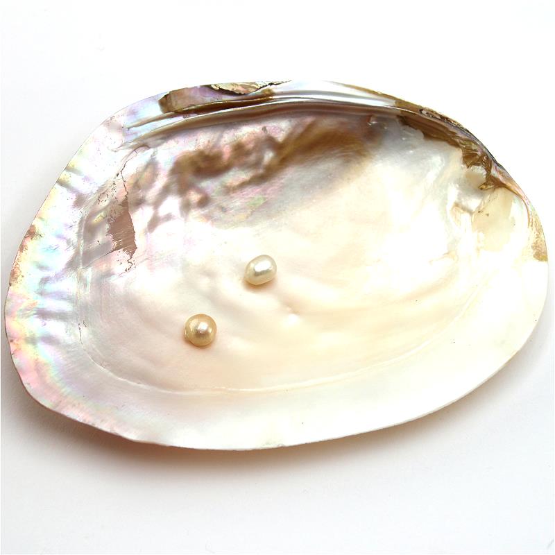 Muschel mit Perle Muschel mit Perle