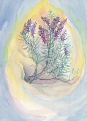 Postkarte Lavendel