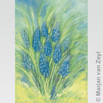 Postkarte Traubenhyazinthe Postkarte Traubenhyazinthe