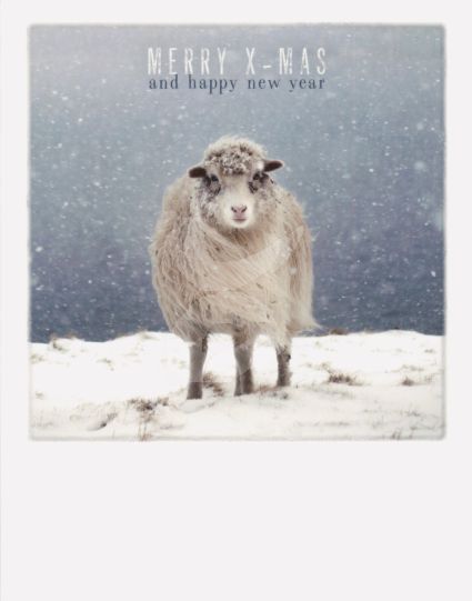 Postkarte Merry X-Mas Schäfchen Postkarte Merry X-Mas Schäfchen