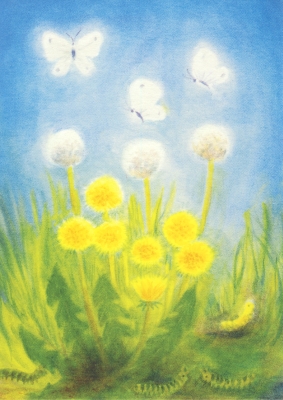 Postkarte Löwenzahn und Schmetterling Postkarte Löwenzahn und Schmetterling