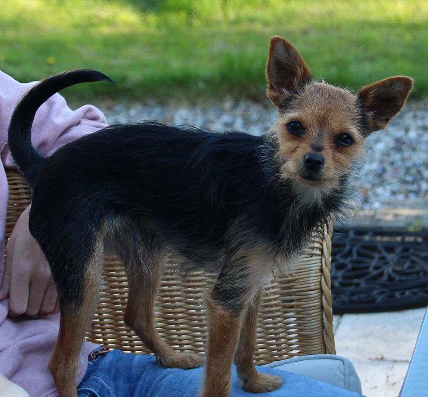 Hundefuttertasche - Naschitasche aus Wollfilz