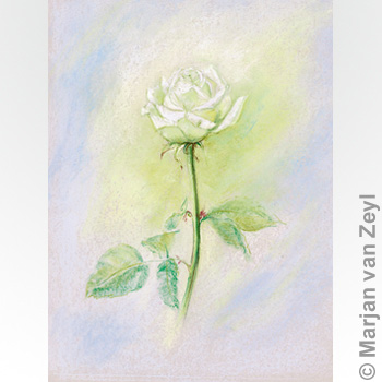 Postkarte Weiße Rose