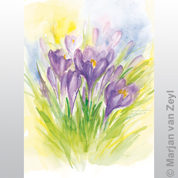 Postkarte Krokus Postkarte Krokus