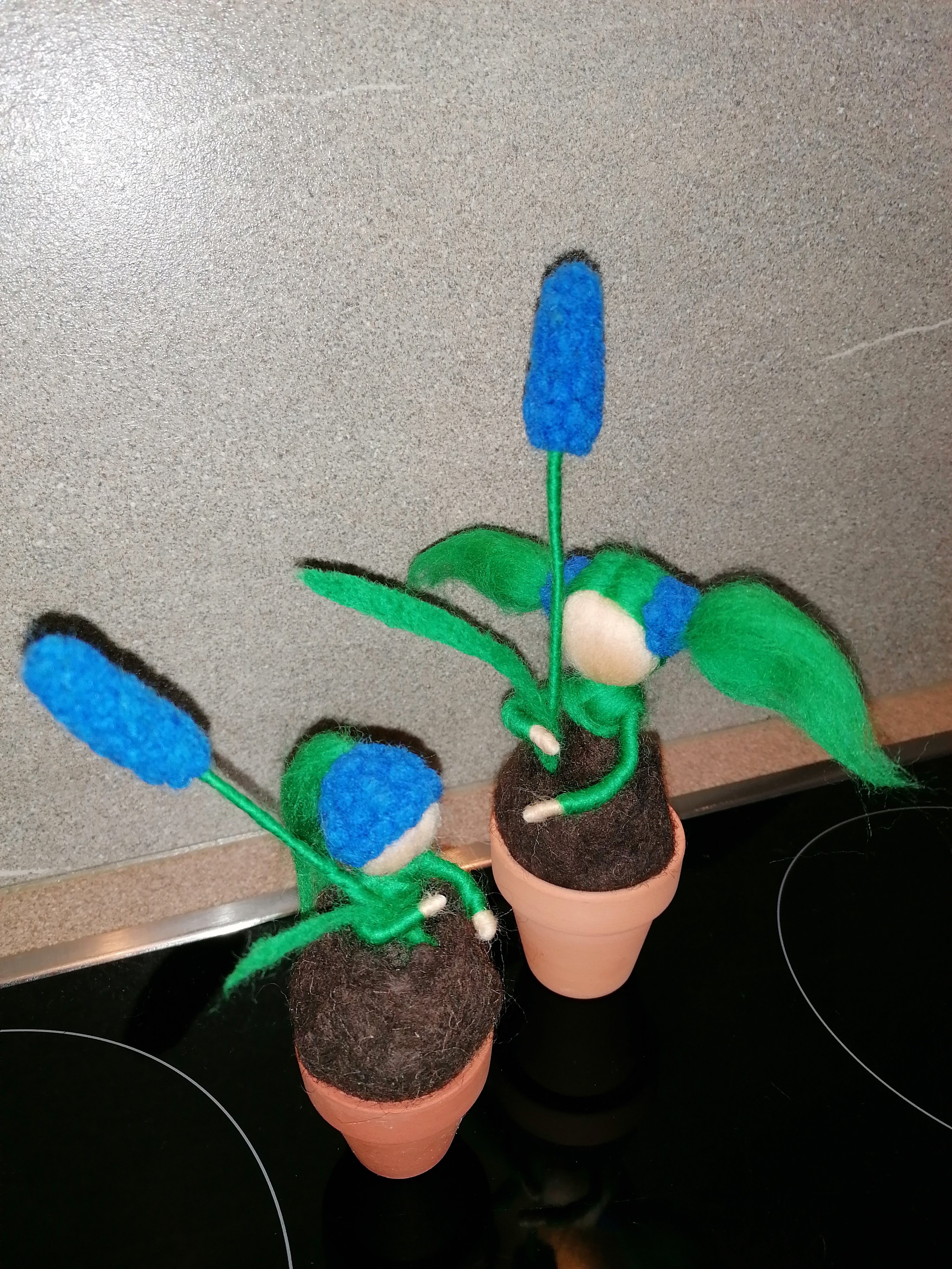 Blumenzwiebelkinder Blumenzwiebelkinder